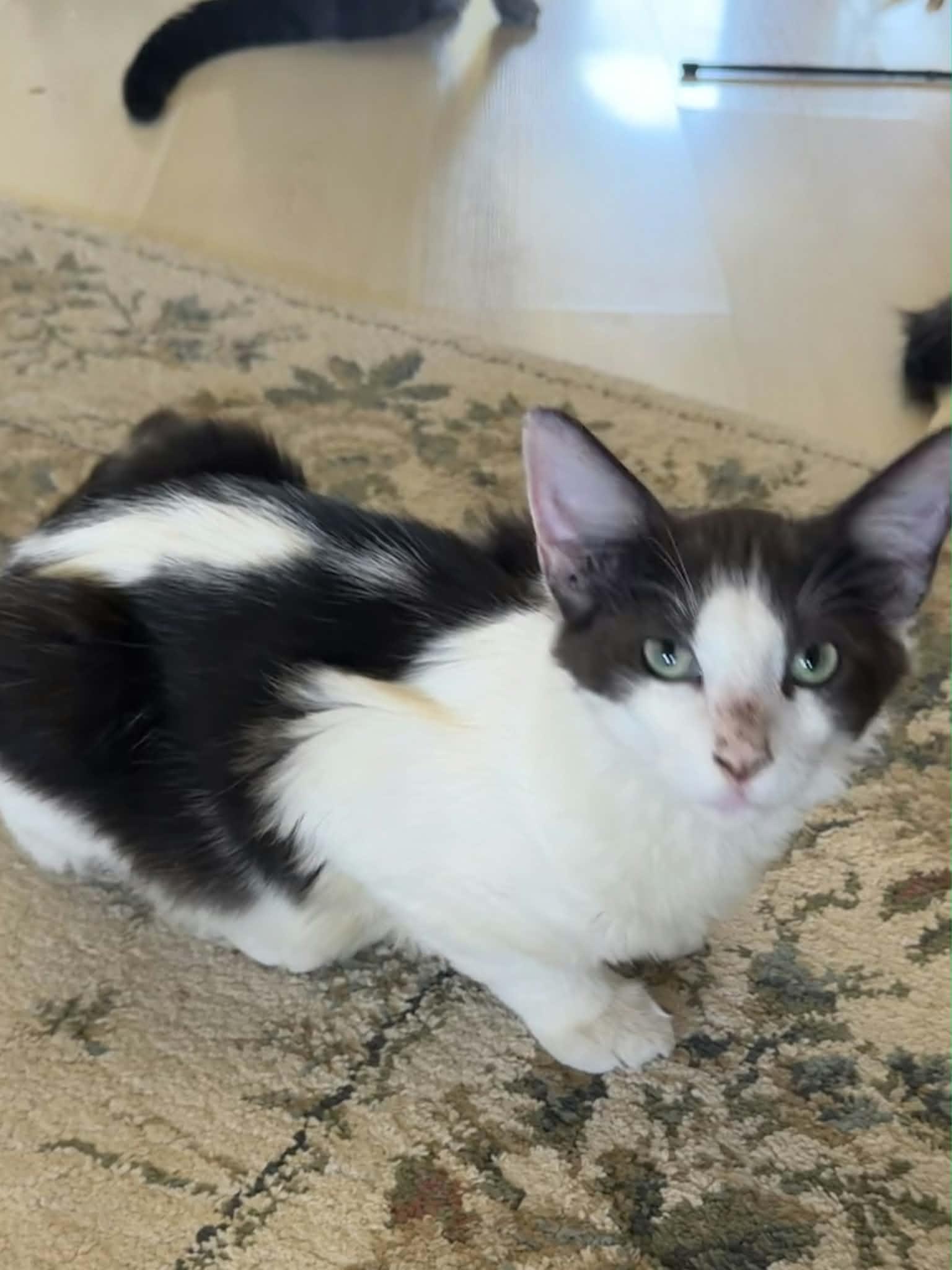 Enlarge Jazzy, a Adoptable Domestic Medium Hair in Parlier, CA image 2/6