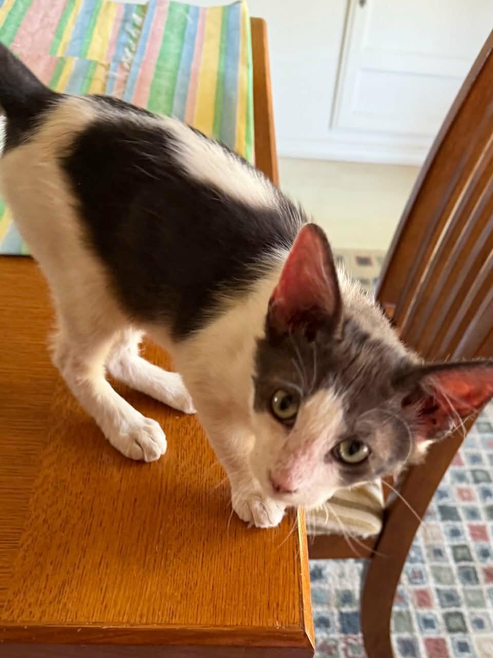 Enlarge Jazzy, a Adoptable Domestic Medium Hair in Parlier, CA image 3/6