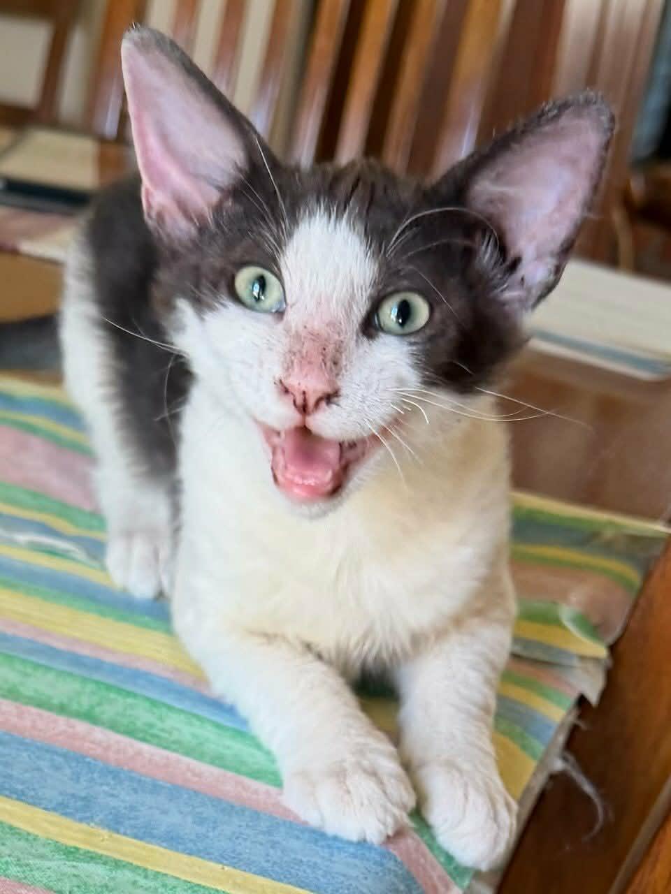 Enlarge Jazzy, a Adoptable Domestic Medium Hair in Parlier, CA image 4/6