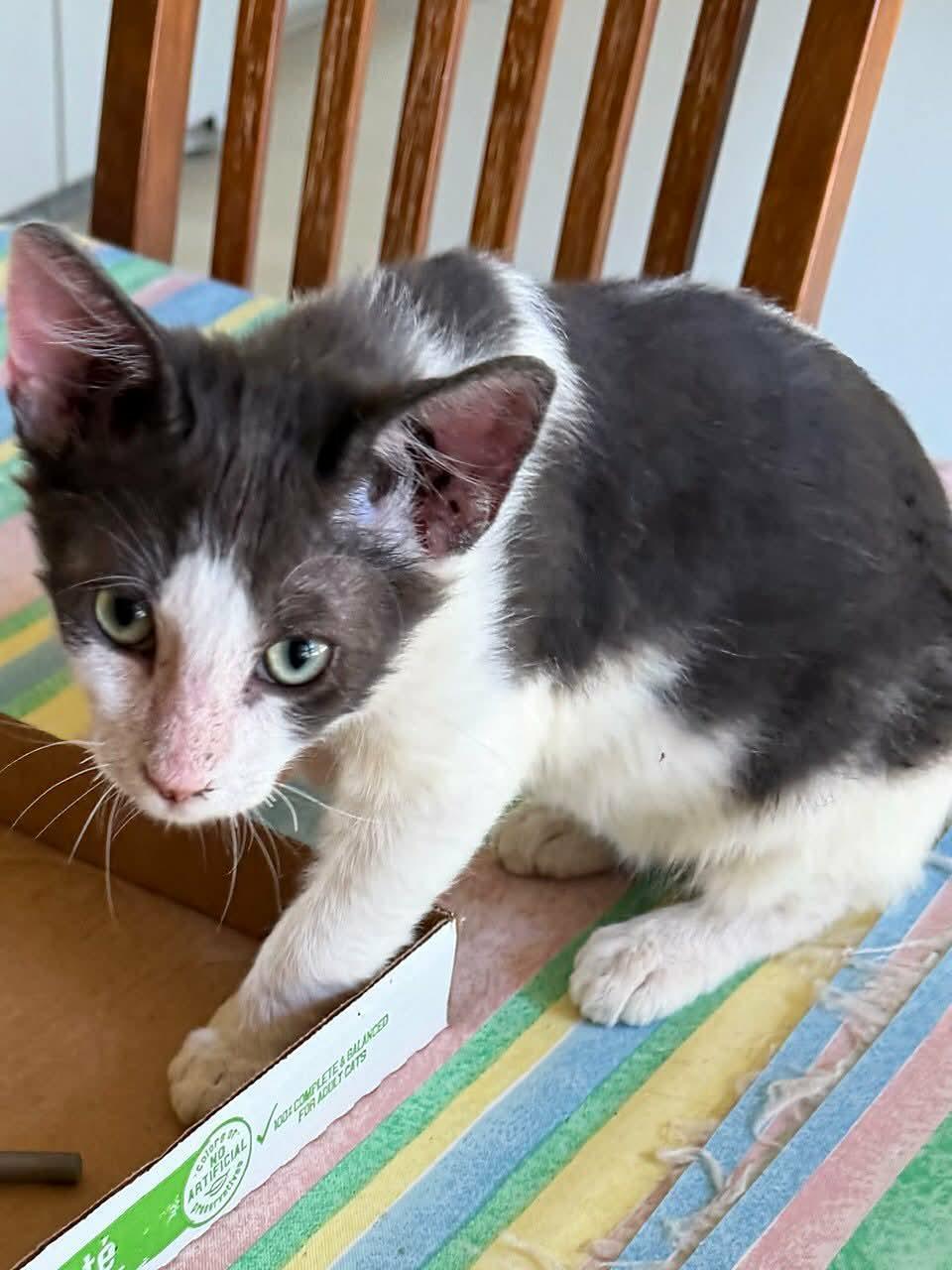 Enlarge Jazzy, a Adoptable Domestic Medium Hair in Parlier, CA image 5/6