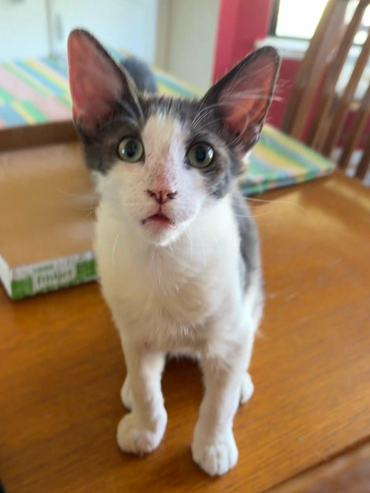 Enlarge Jazzy, a Adoptable Domestic Medium Hair in Parlier, CA image 6/6
