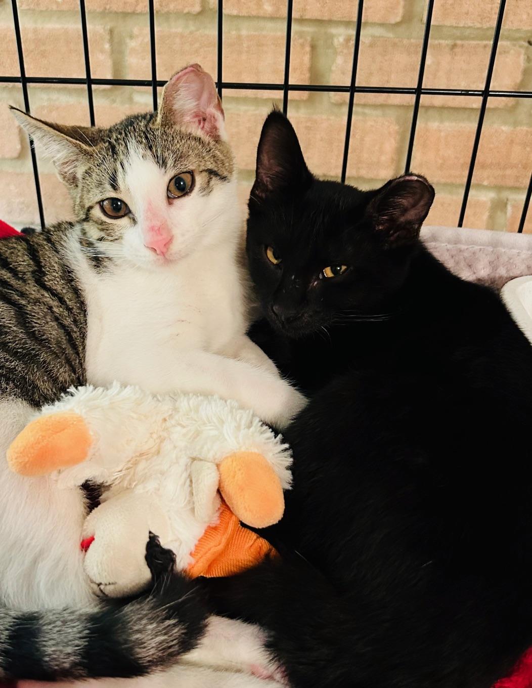 Pepper, a Adoptable Domestic Short Hair image 2/4