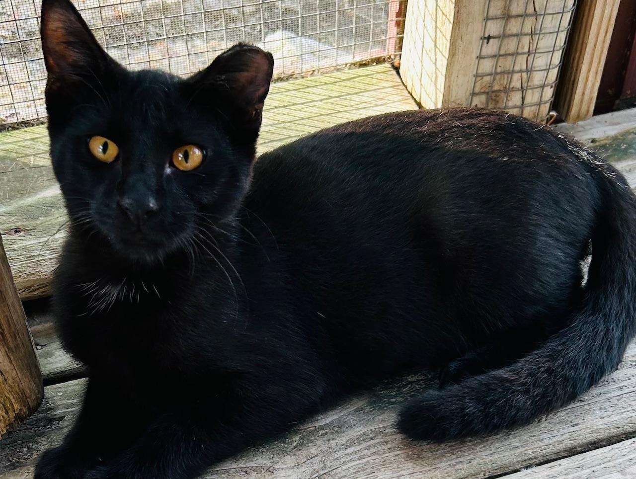 Pepper, a Adoptable Domestic Short Hair image 3/4