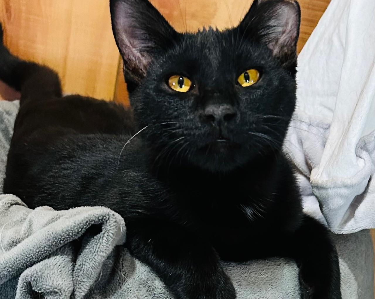 Pepper, a Adoptable Domestic Short Hair image 4/4