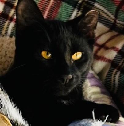 Pepper, Adoptable, Young Male Domestic Short Hair.