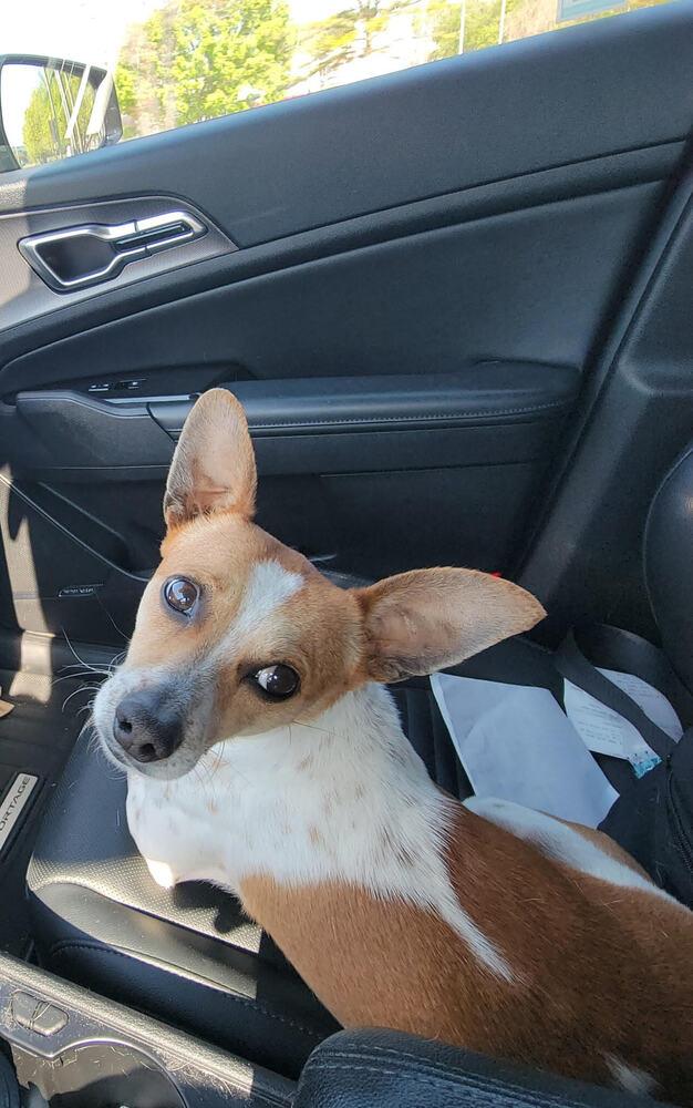 Chase, Adopted, Adult Male Jack Russell Terrier & Chihuahua.