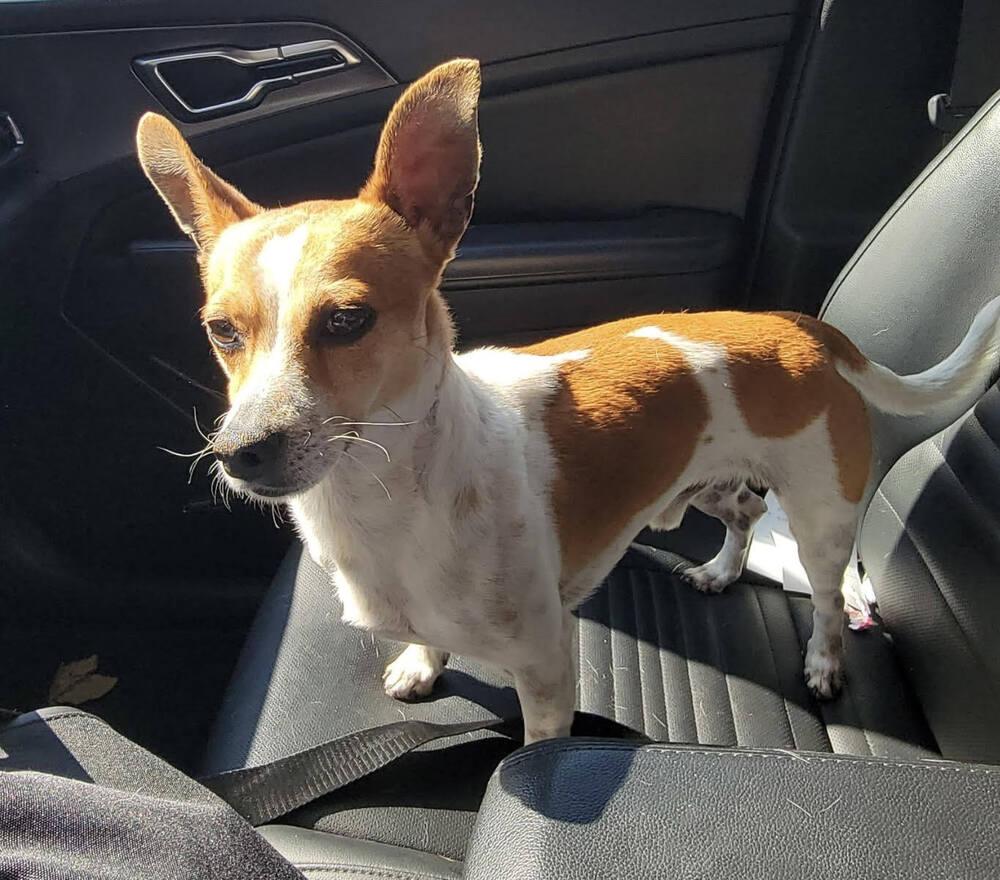 Enlarge Chase, a Adopted mixed breed in Chattanooga, TN image 3/4