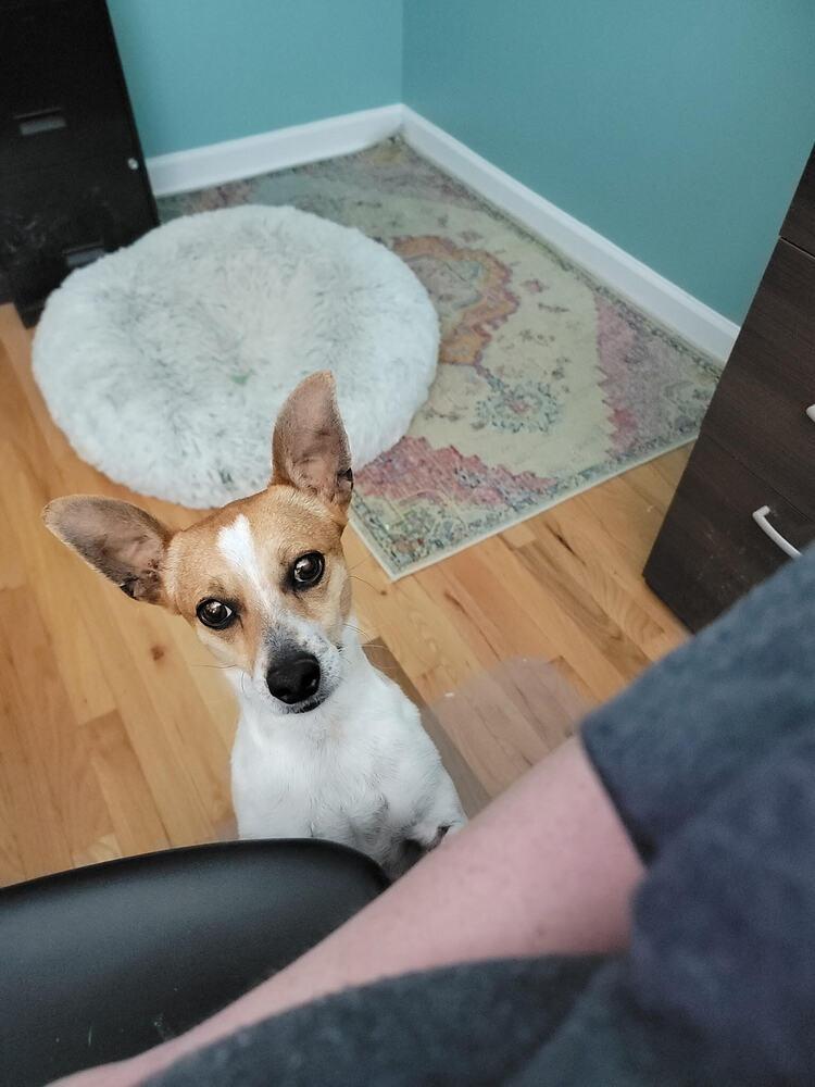 Enlarge Chase, a Adopted mixed breed in Chattanooga, TN image 4/4