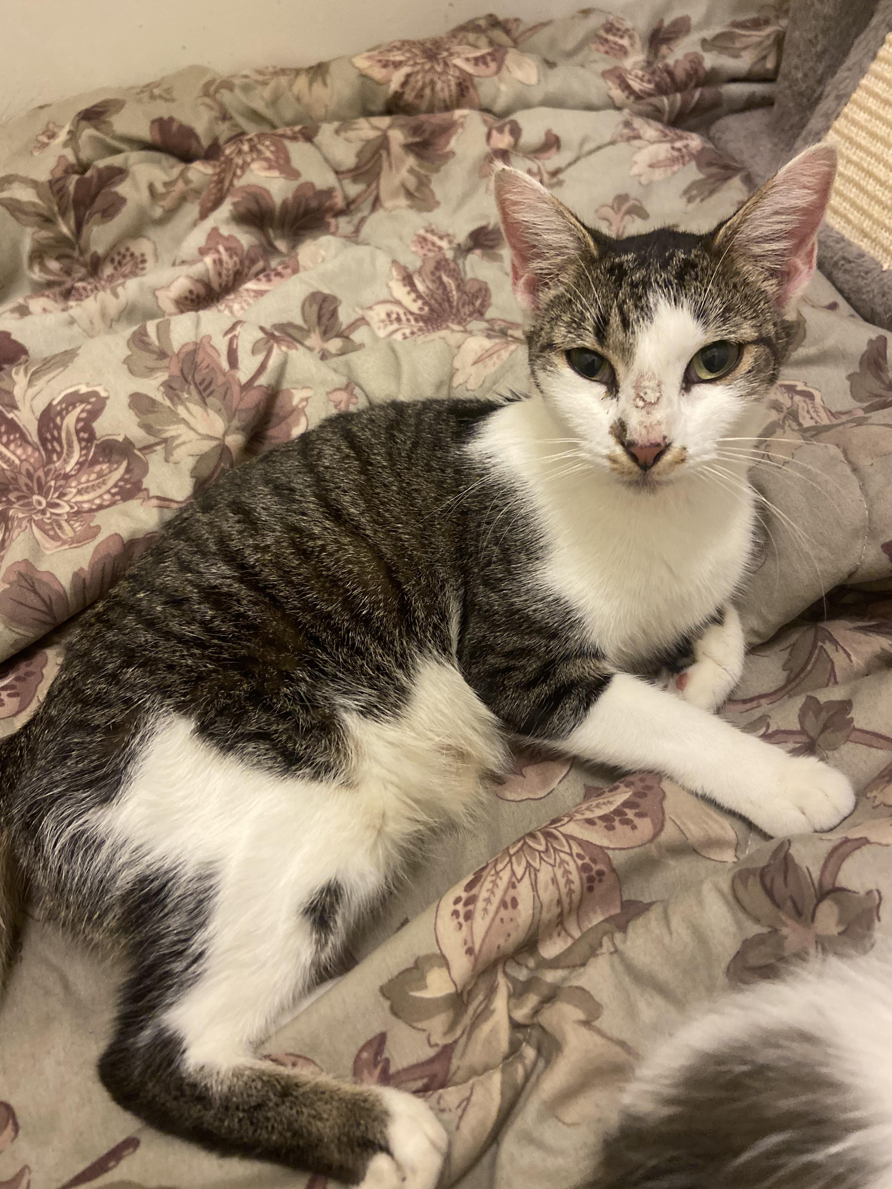 Juniper, a Adoptable Domestic Short Hair in Panama City, FL image 1/3