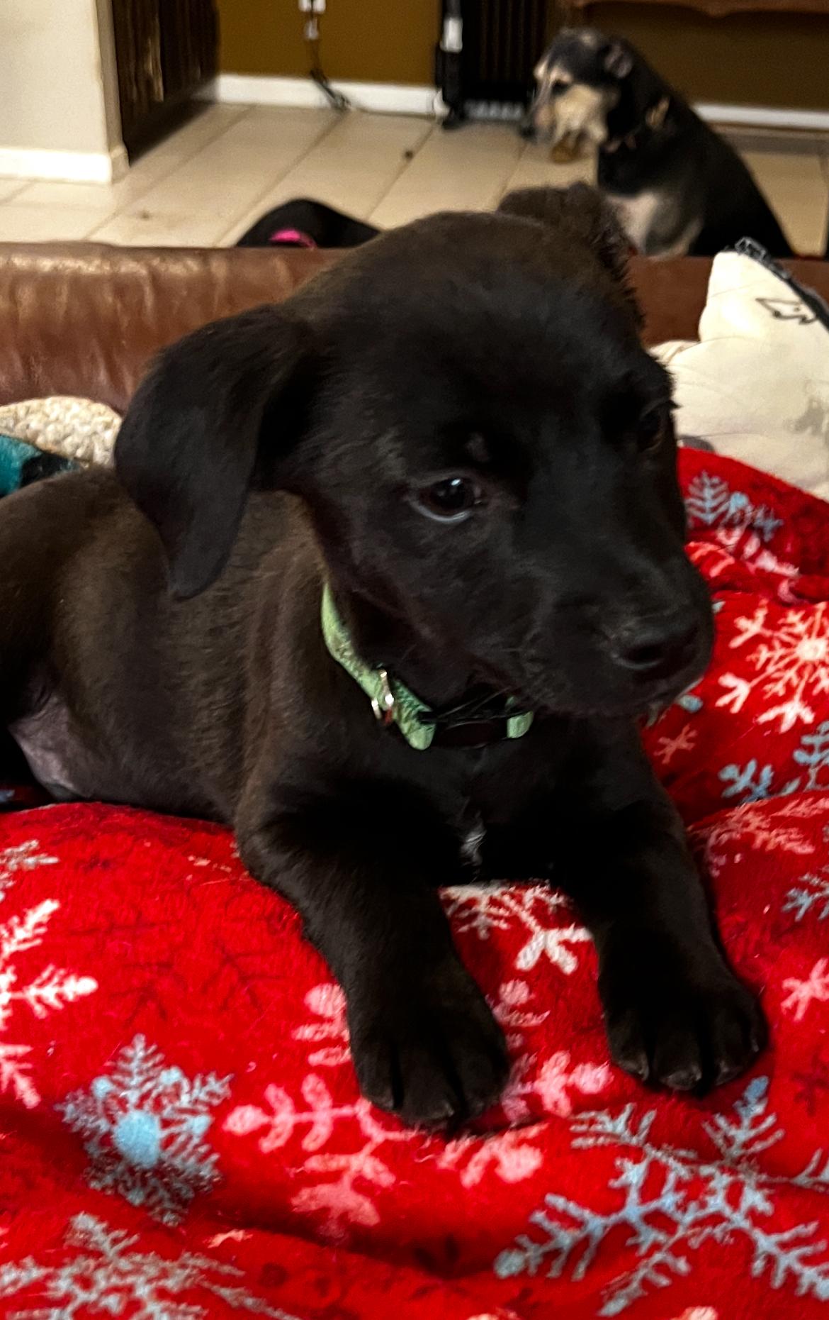 Enlarge Flan, a ADOPTABLE mixed breed in Gilbert, AZ image 1/1