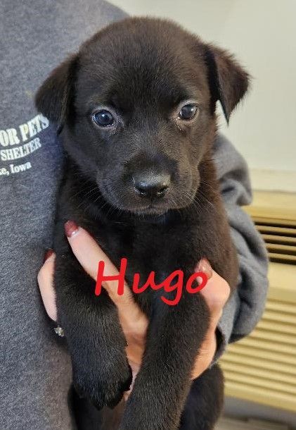 Hugo, an adopted Labrador Retriever Mix in Clear Lake, IA_image-1
