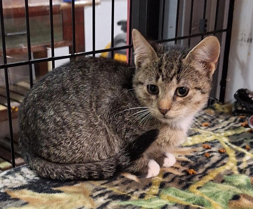 Bob, Adoptable, Kitten Male Domestic Short Hair.