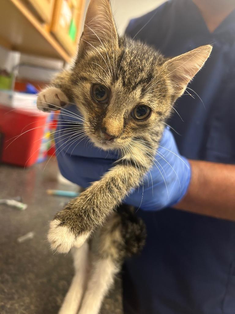 Bob, a Adoptable mixed breed in Lockhart, TX image 2/3