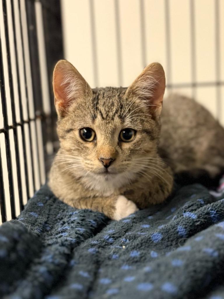 Bob, a Adoptable mixed breed in Lockhart, TX image 3/3