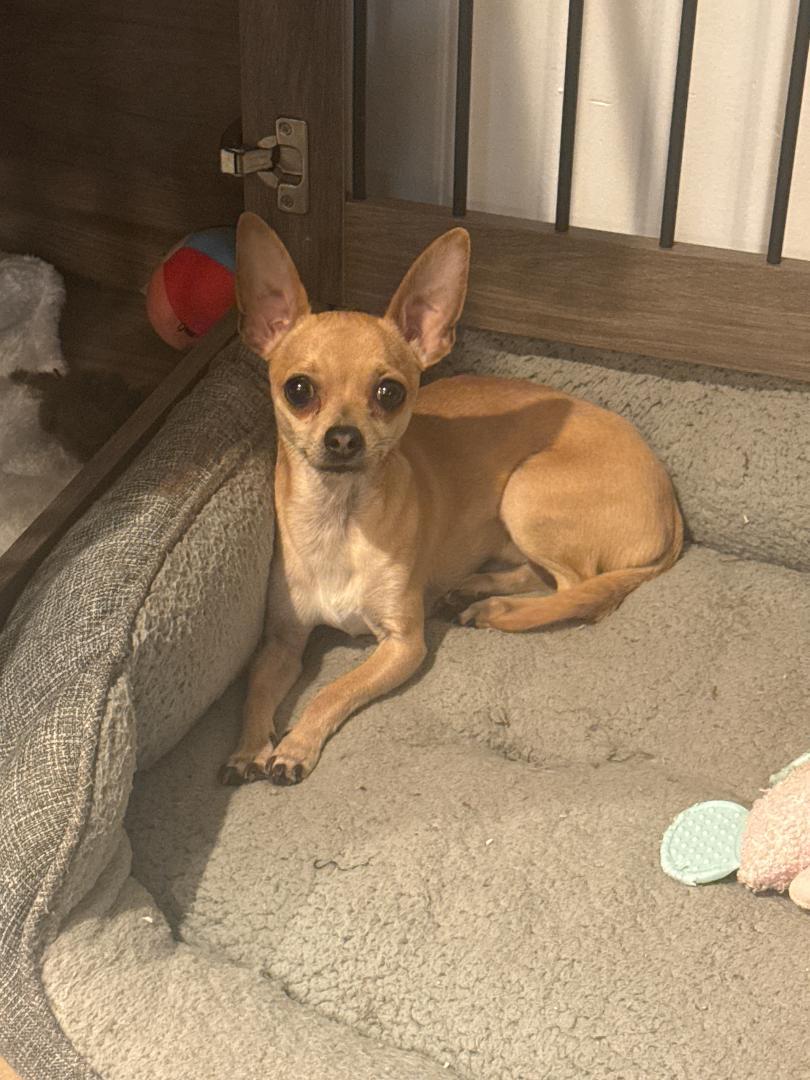 Chico - Adoptable Pet | Petfinder | Petfinder
