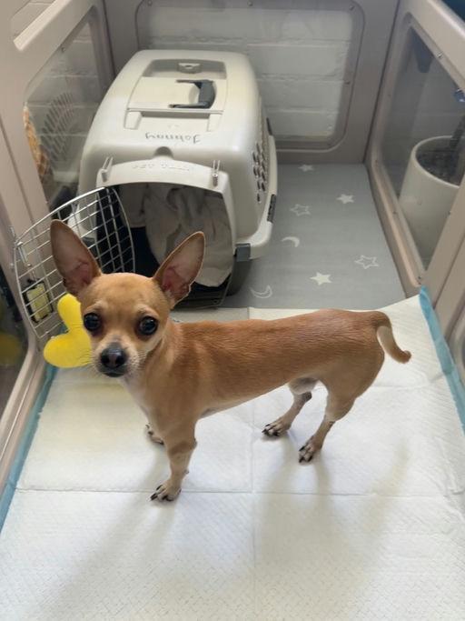Chico - Adoptable Pet | Petfinder | Petfinder