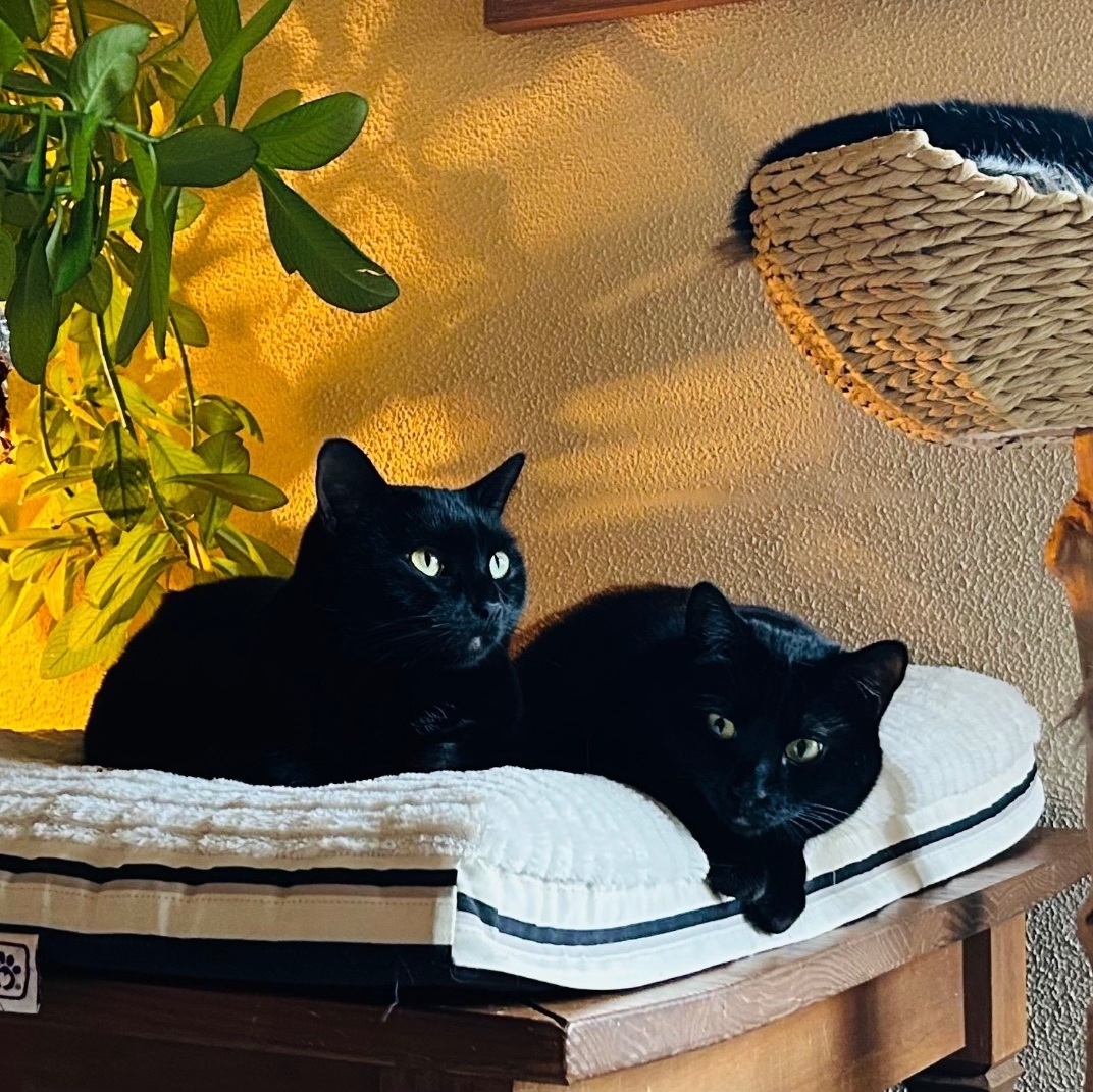 Button Bonus Beans (bonded w/ Nora) photo 4