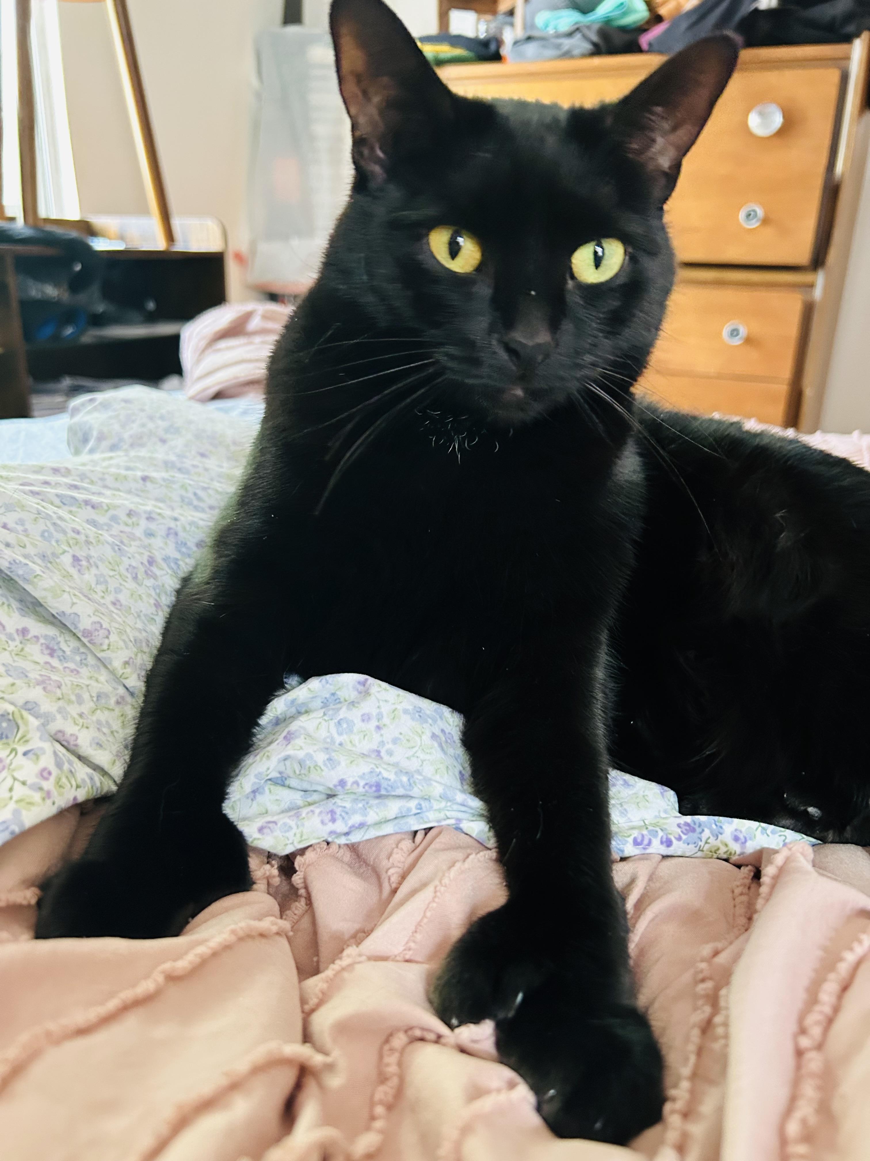 Button Bonus Beans (bonded w/ Nora), Adult Female Domestic Short Hair