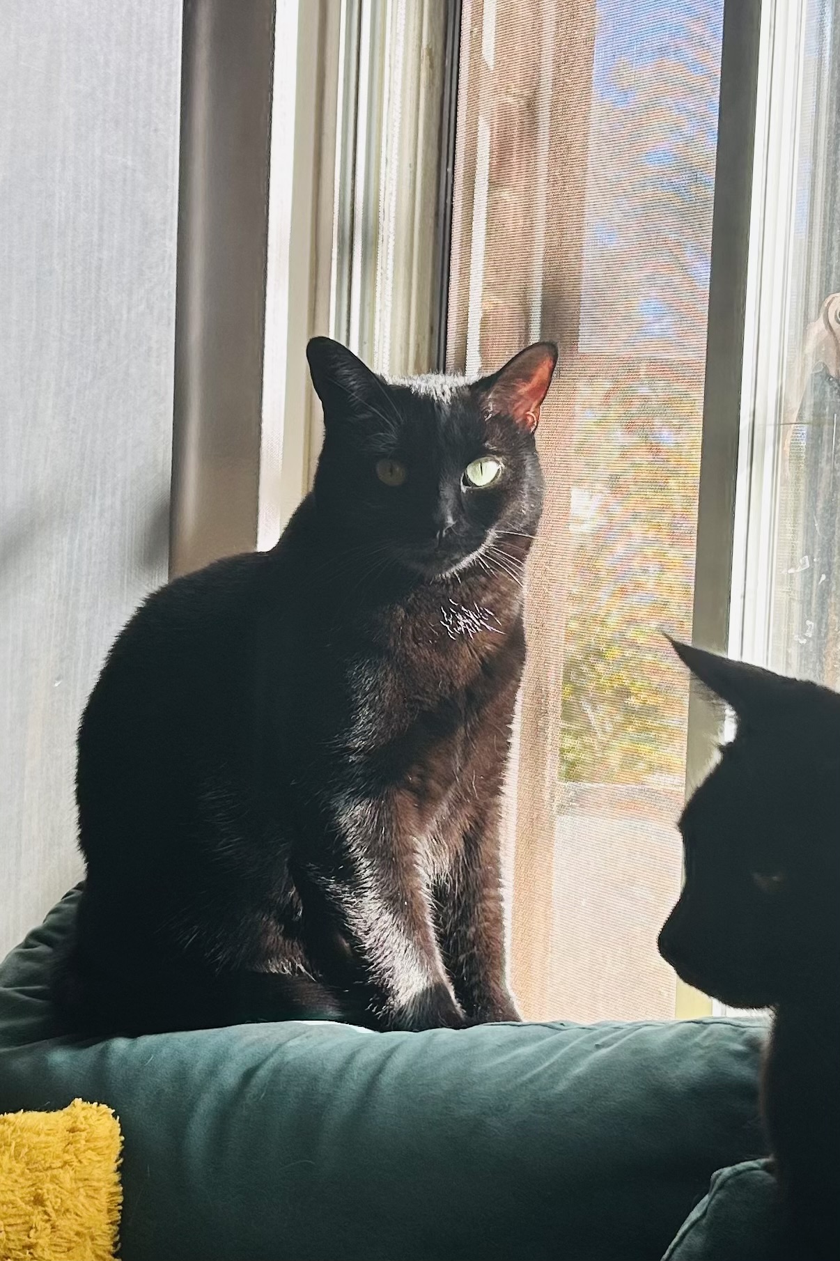 Button Bonus Beans (bonded w/ Nora) photo 3