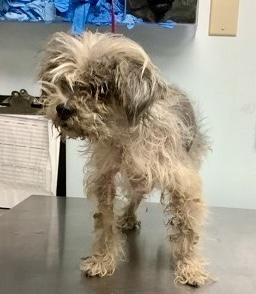 Easter Lilly, an adoptable Schnauzer, Shih Tzu in Sarasota, FL, 34239 | Photo Image 2