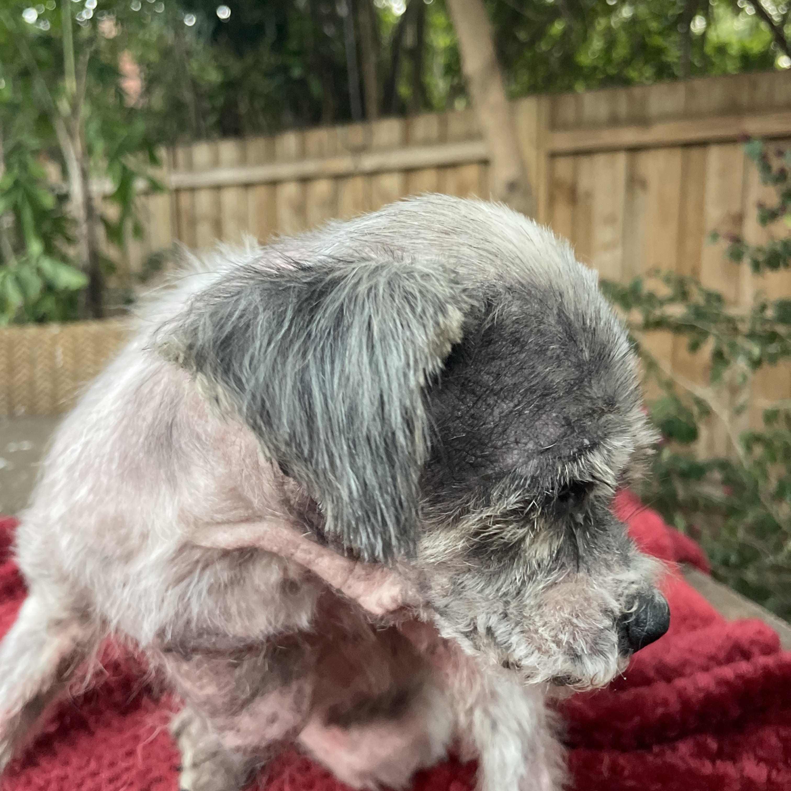 Easter Lilly, an adoptable Schnauzer, Shih Tzu in Sarasota, FL, 34239 | Photo Image 3