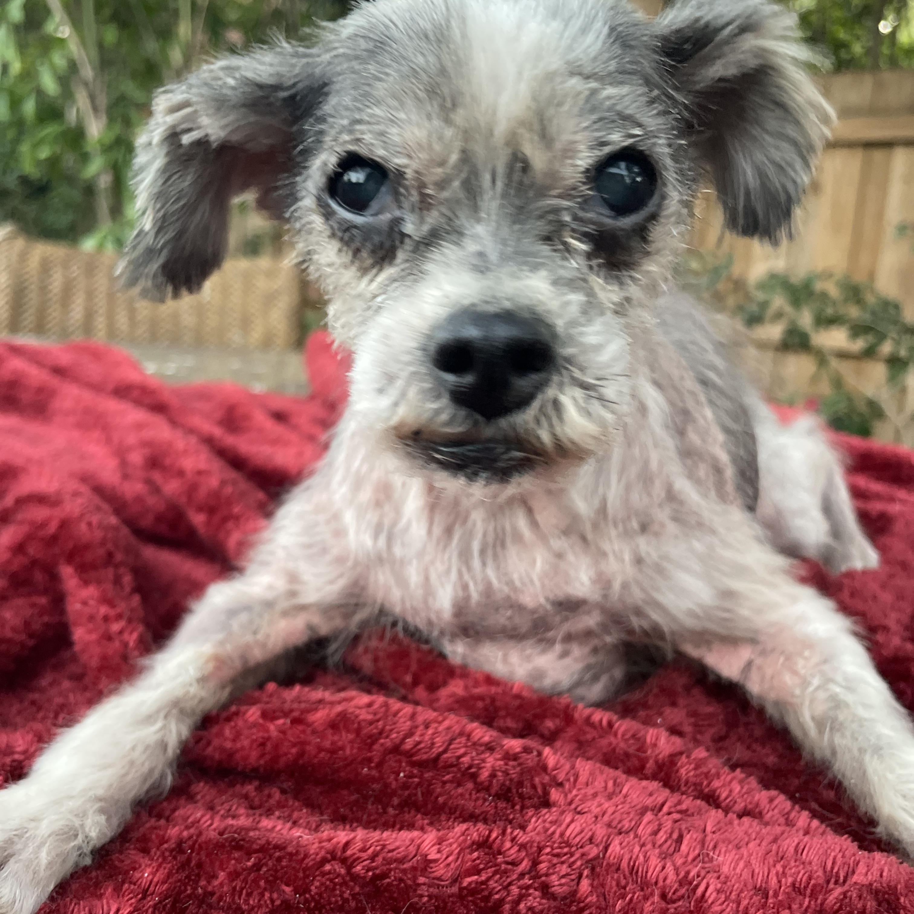 Easter Lilly, Adoptable, Senior Female Schnauzer & Shih Tzu.
