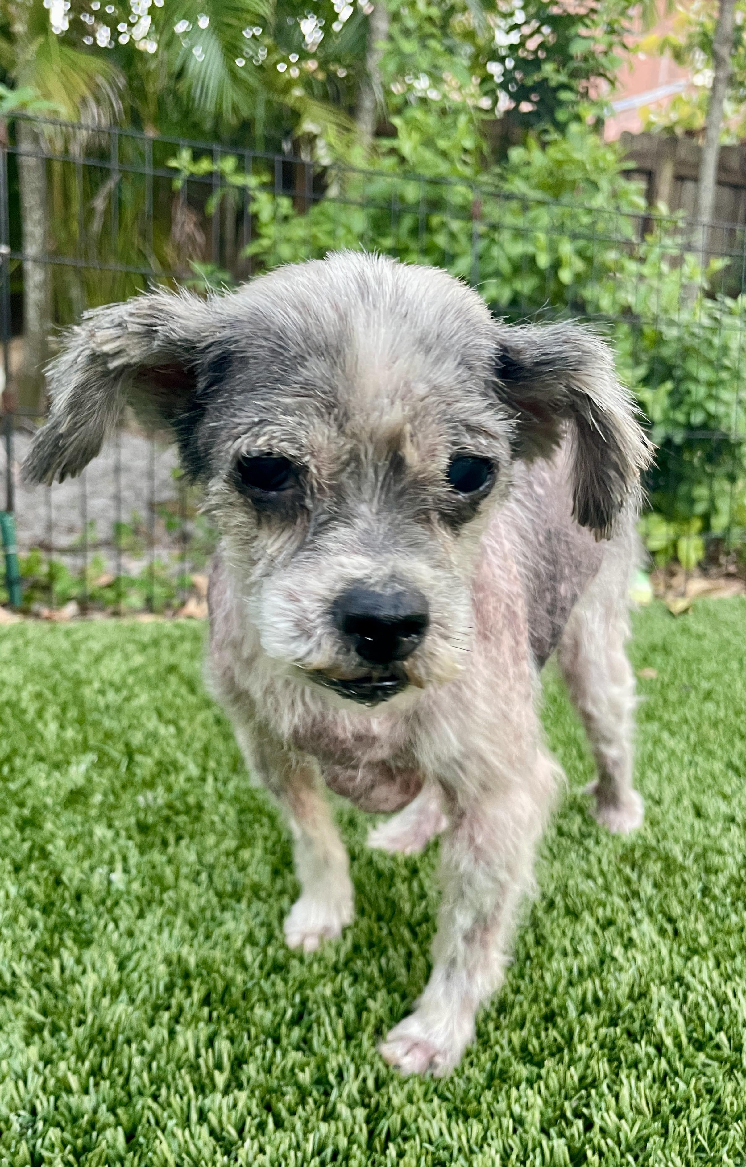 Easter Lilly, an adoptable Schnauzer, Shih Tzu in Sarasota, FL, 34239 | Photo Image 4