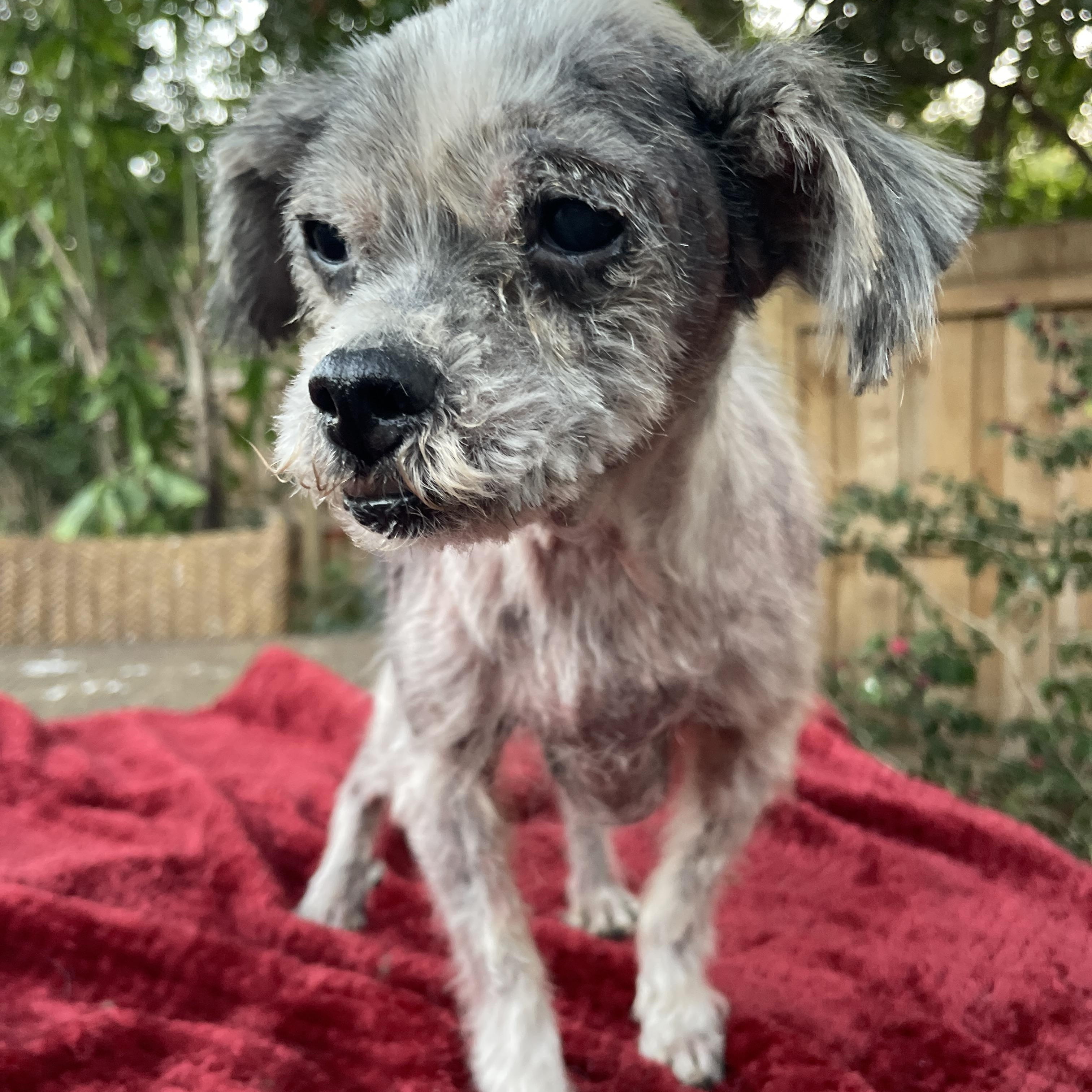 Easter Lilly, an adoptable Schnauzer, Shih Tzu in Sarasota, FL, 34239 | Photo Image 5