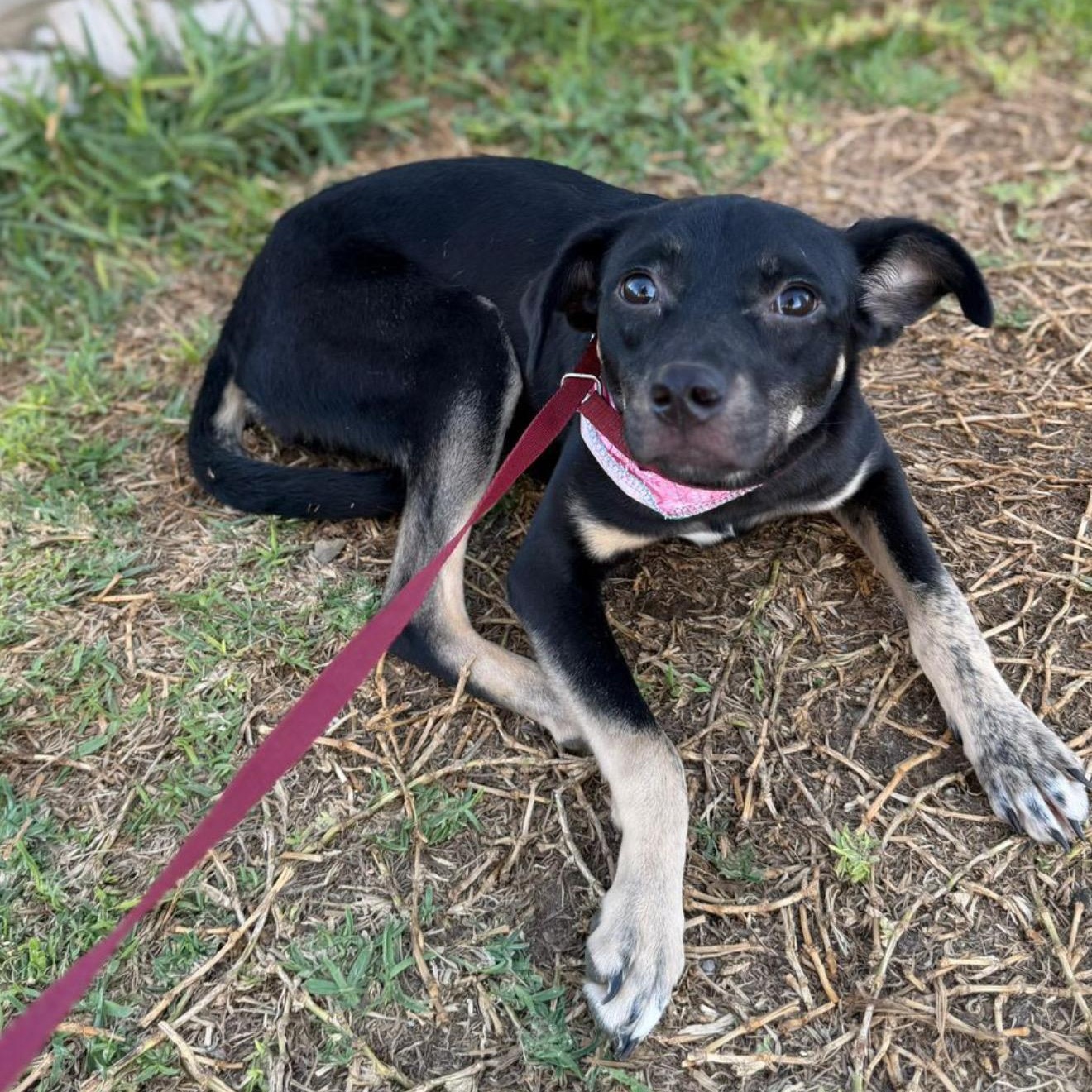 Enlarge Kali, an adoption pending mixed breed in San Diego, CA image 1/1