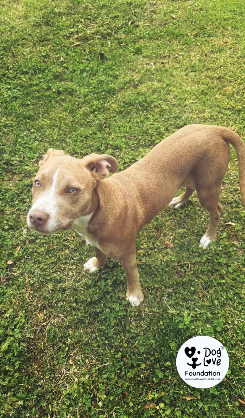 Enlarge Clancey, a Adopted mixed breed in Gadsden, AL image 2/5