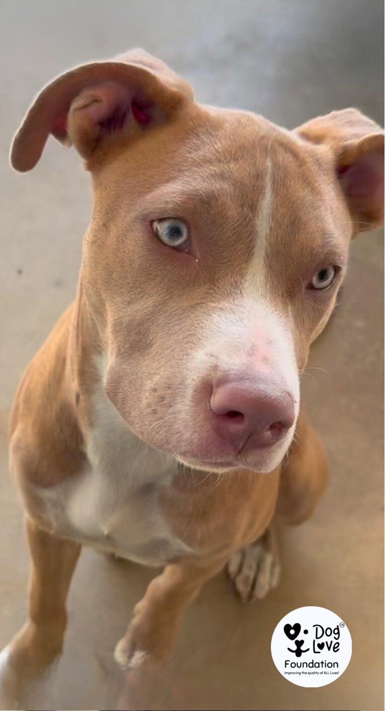 Enlarge Clancey, a Adopted mixed breed in Gadsden, AL image 1/5