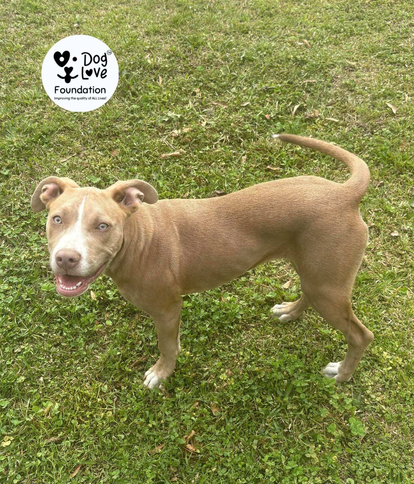 Enlarge Clancey, a Adopted mixed breed in Gadsden, AL image 3/5