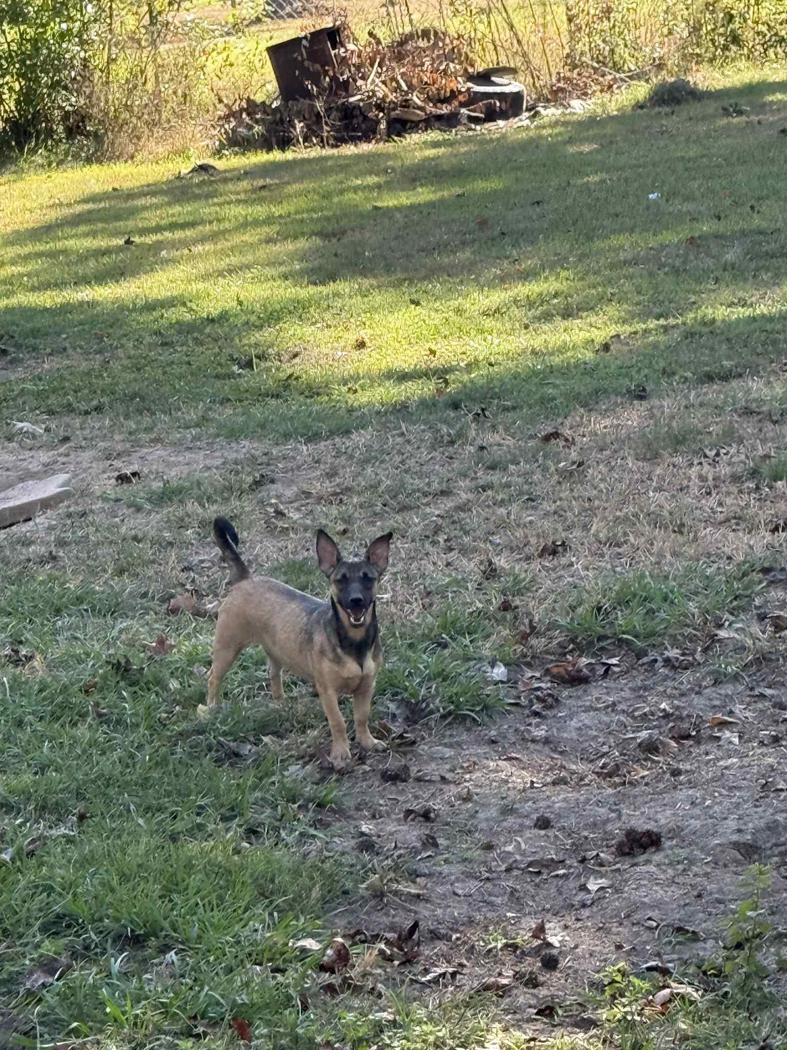 Lulu