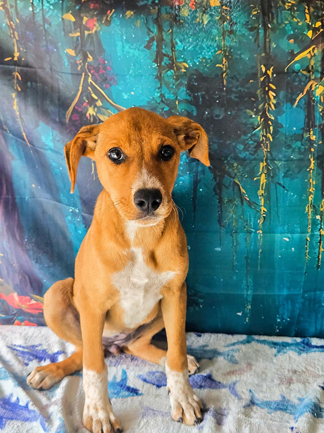 Enlarge Millie, a ADOPTABLE mixed breed in Tylertown, MS image 1/1