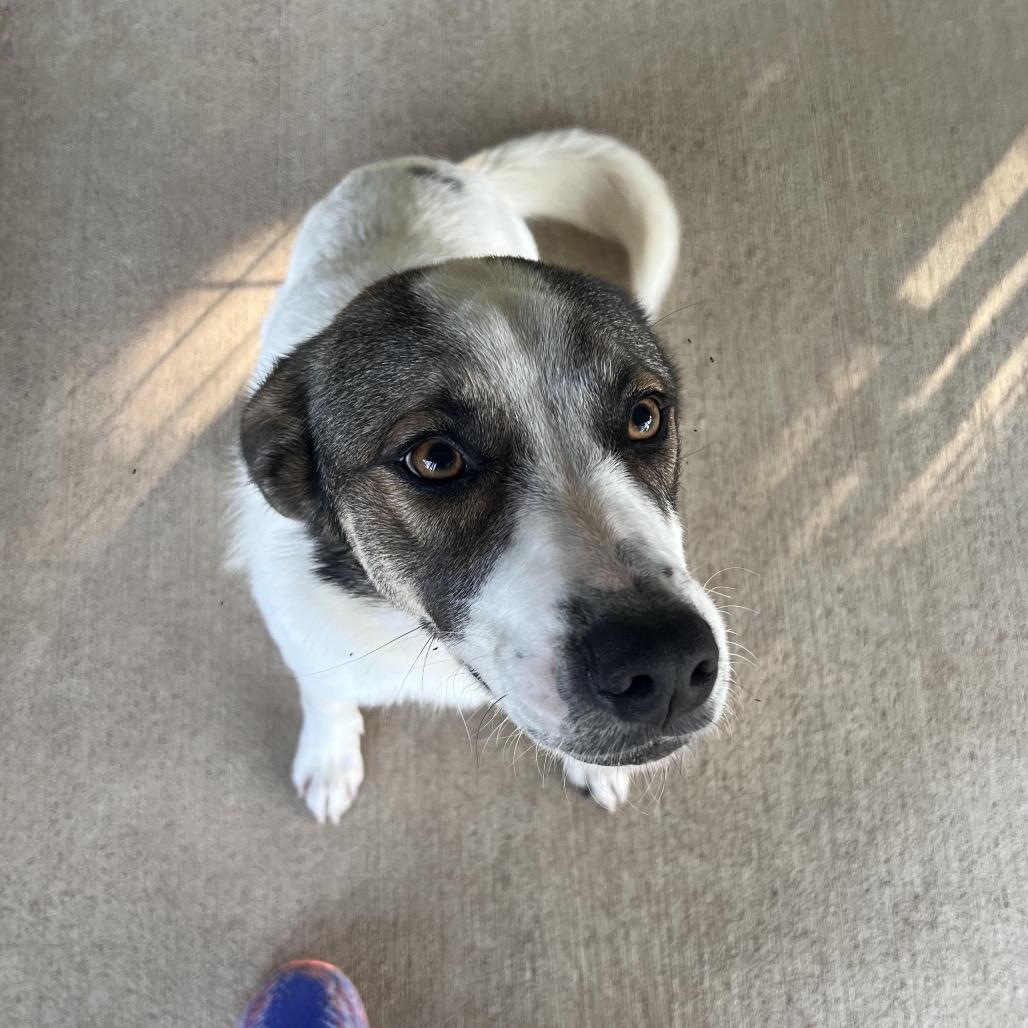 Kix, Adoptable, Adult Male Great Pyrenees & Mixed Breed.