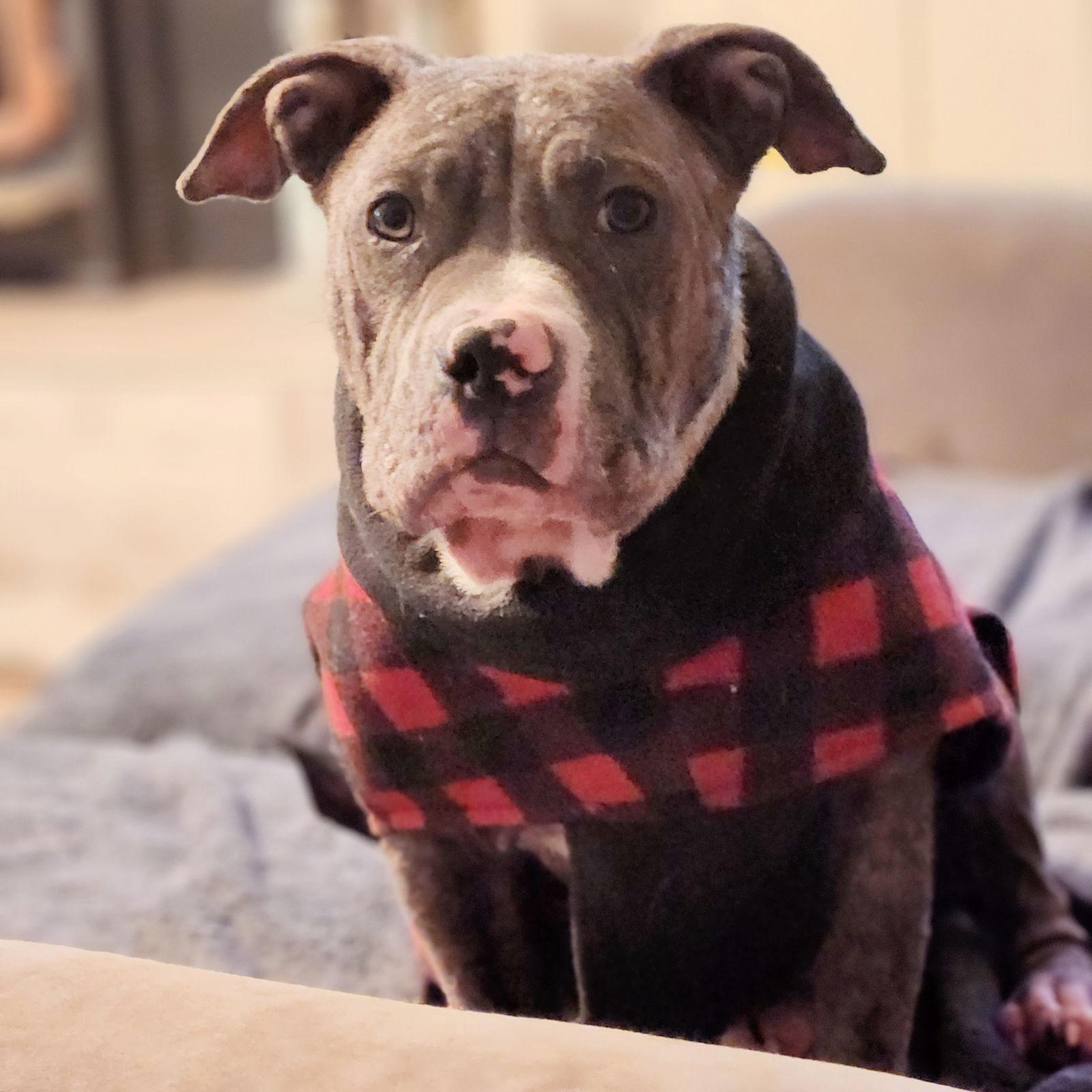 Mouse, Adoptable, Young Female Pit Bull Terrier.