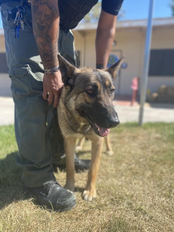 Sierra, Adoptable, Young Female German Shepherd Dog.