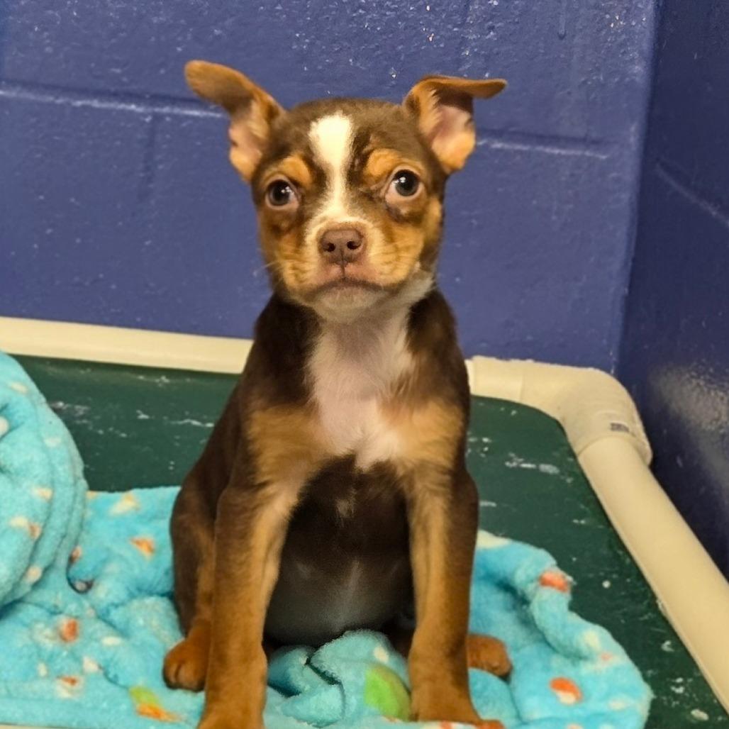 CT Frostine, Adoptable, Young Female Chihuahua & Mixed Breed.