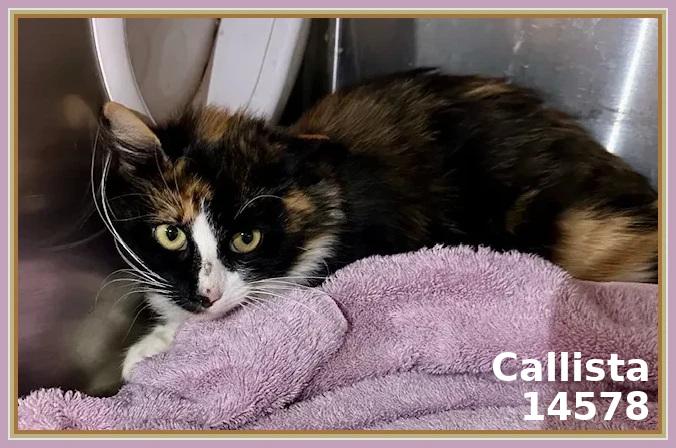 CALLISTA