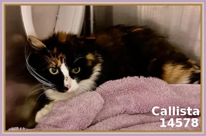 CALLISTA