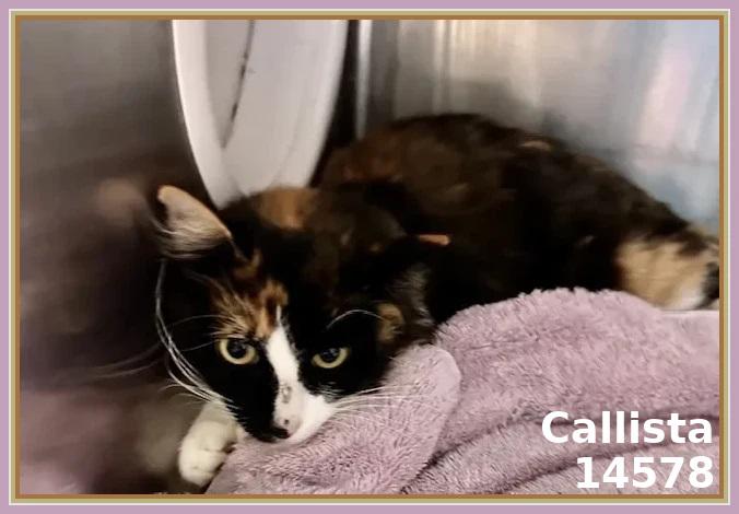 CALLISTA