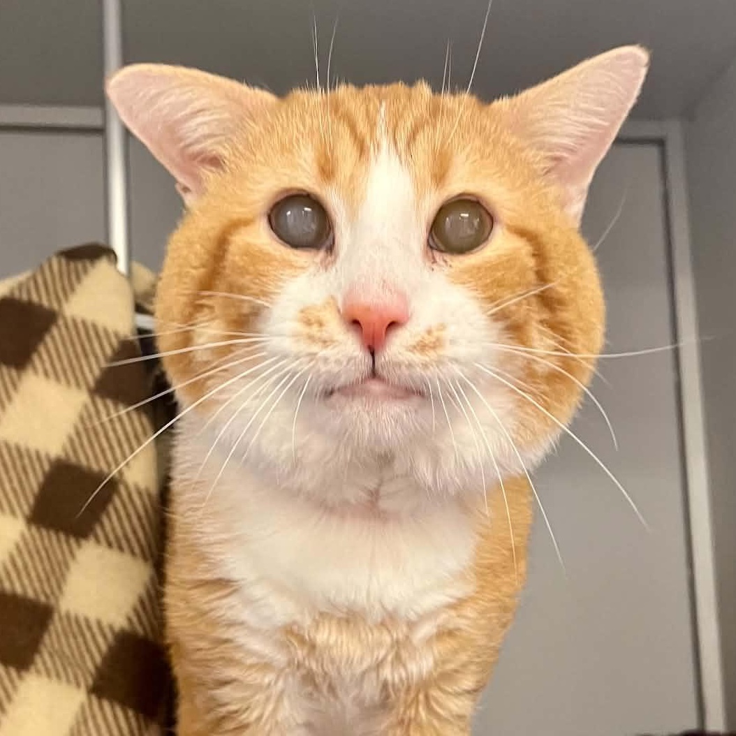 Jester, adopted, Senior Male Domestic Short Hair.