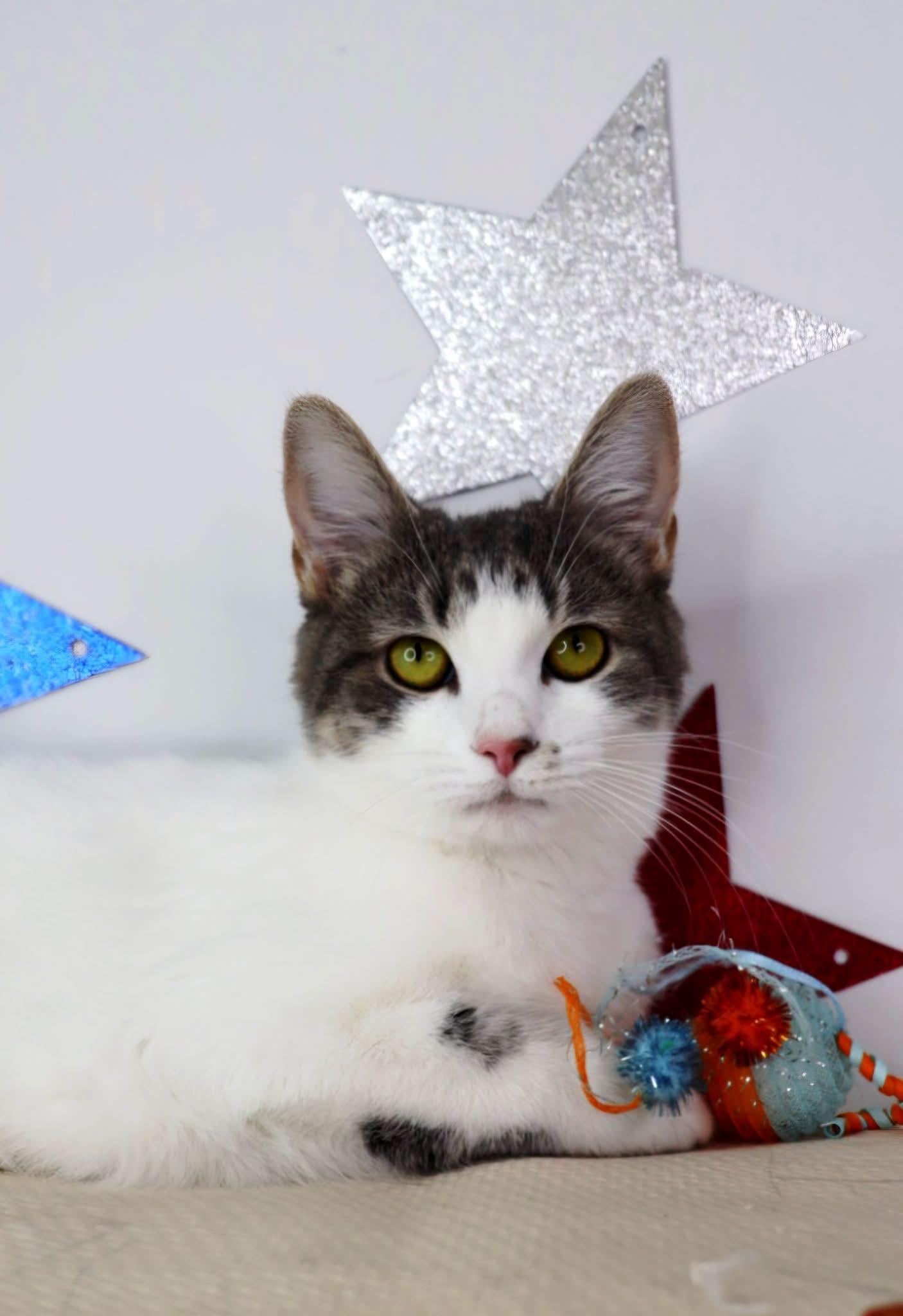 Enlarge Sage, a Adopted Domestic Short Hair in Ashland, KY image 1/1