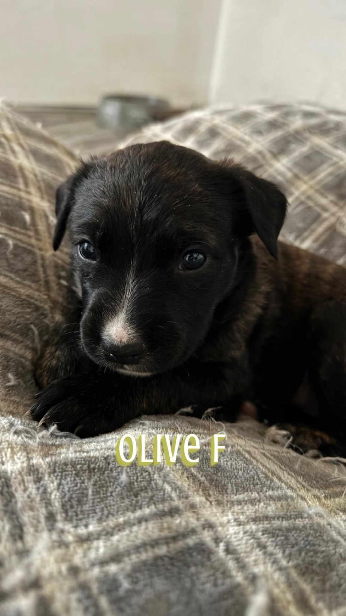 Olive, a Adoptable mixed breed in Waterloo, IA image 2/2
