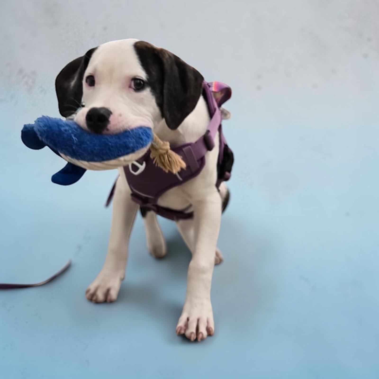 Enlarge Pluto, a ADOPTABLE mixed breed in Homosassa Springs, FL image 3/4