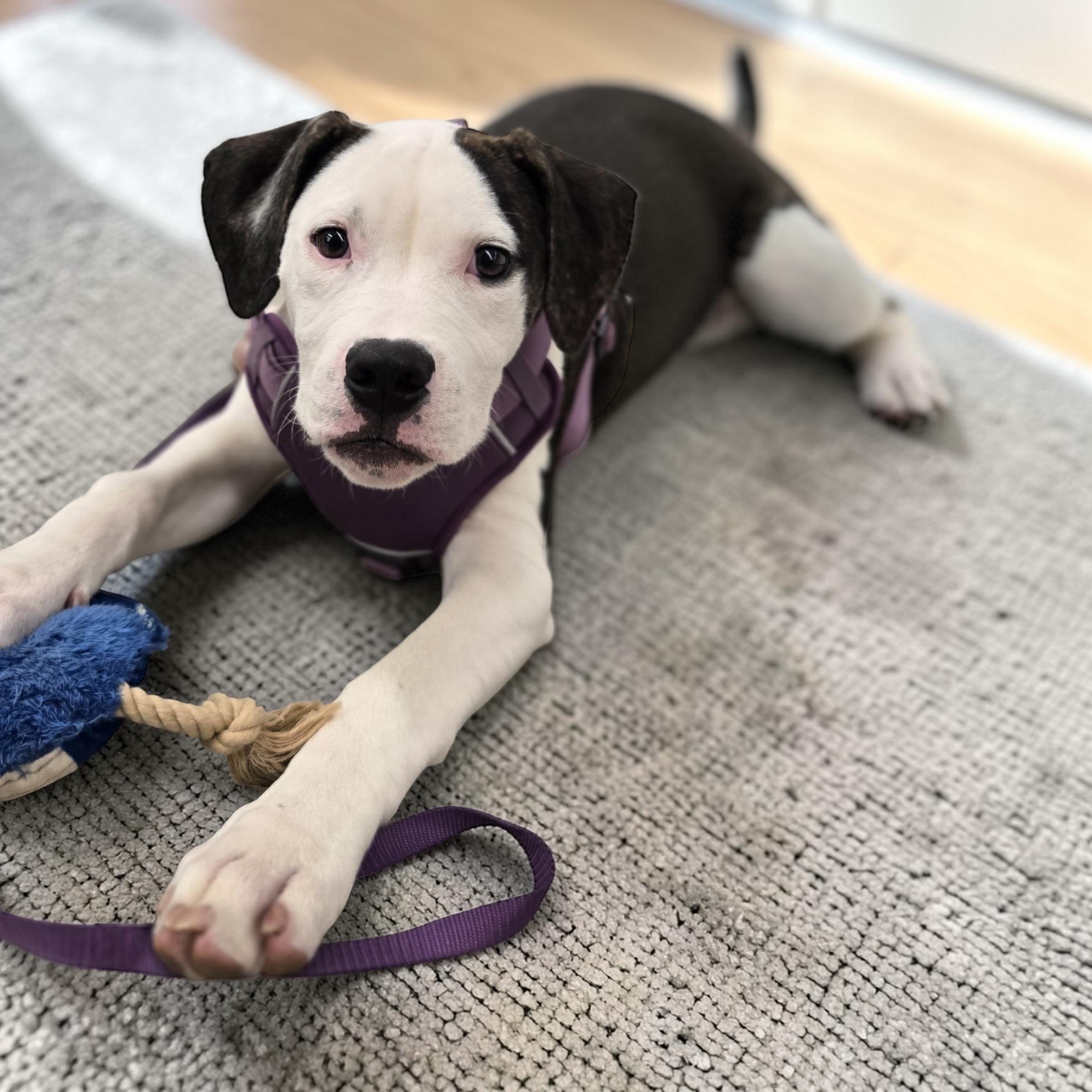 Pluto, ADOPTABLE, Puppy Male American Bulldog.