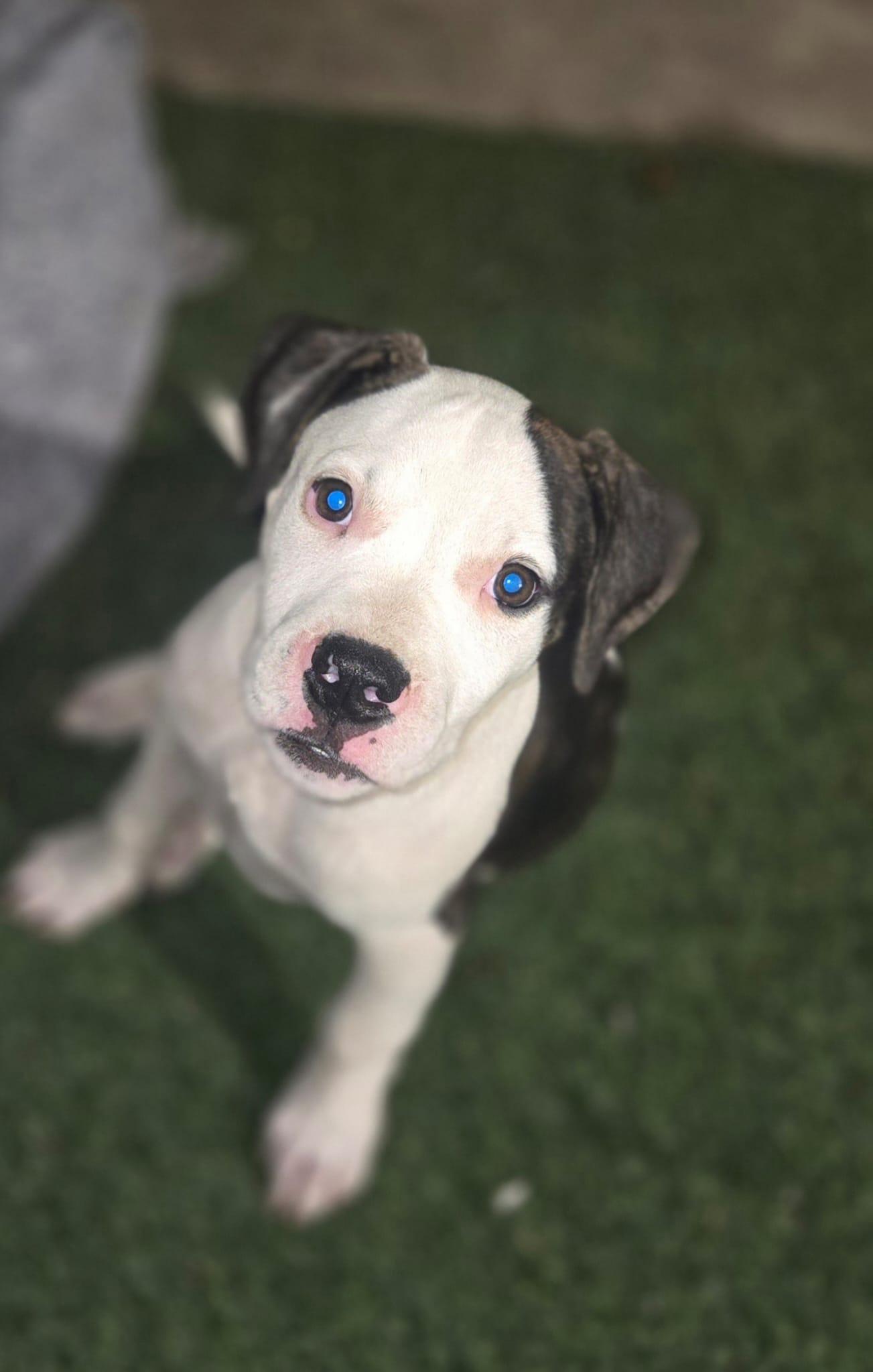 Enlarge Pluto, a ADOPTABLE mixed breed in Homosassa Springs, FL image 4/4