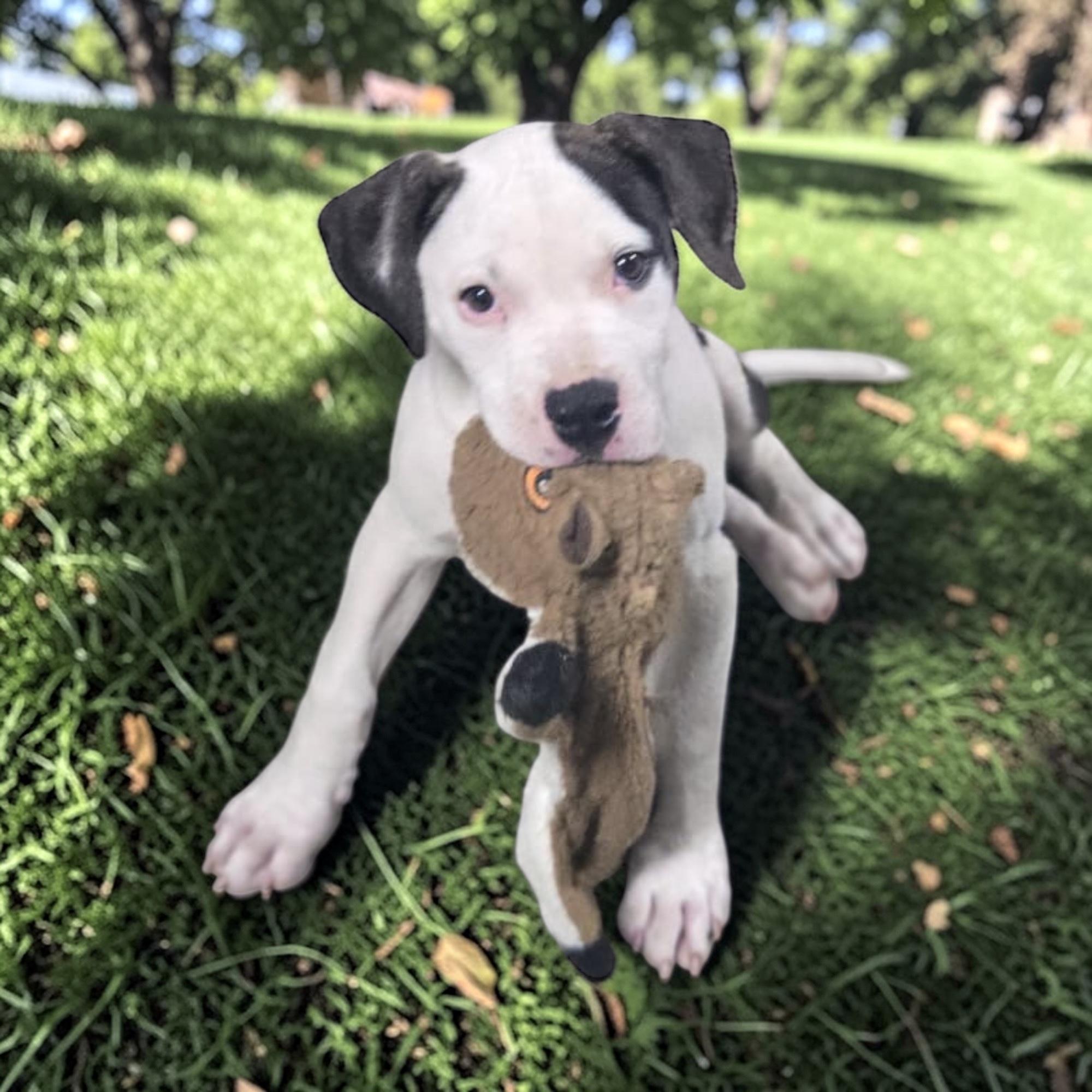 Enlarge Pluto, a ADOPTABLE mixed breed in Homosassa Springs, FL image 2/4