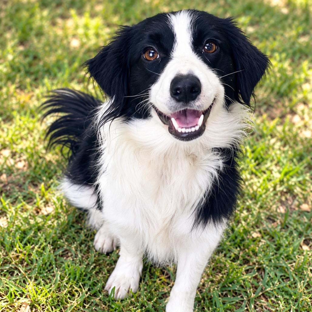 Enlarge DAISY, a Adoptable mixed breed in Newburgh, NY image 2/2