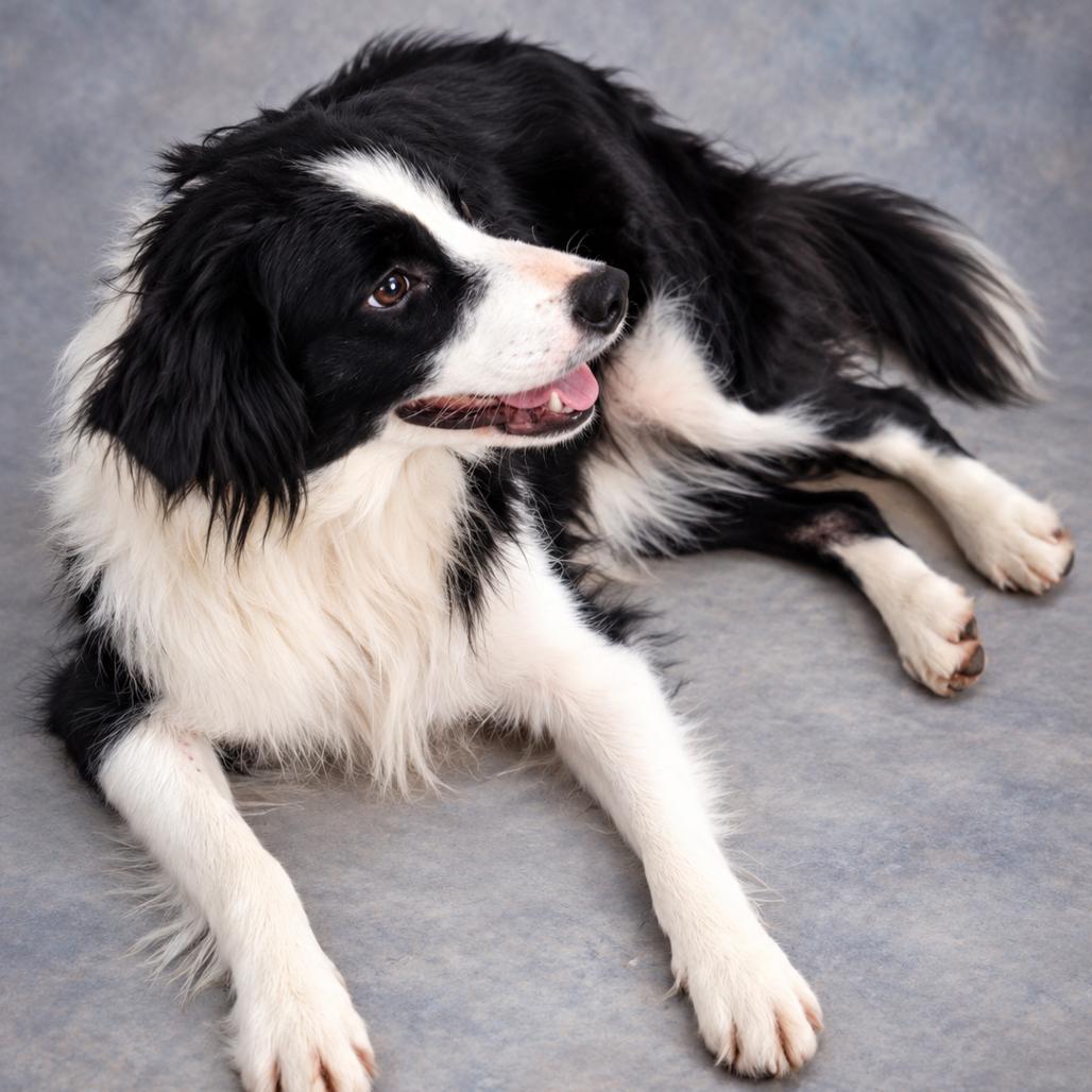 DAISY, Adoptable, Young Female Border Collie.